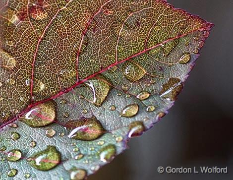 Wet Leaf_27717.jpg - Photographed at Smiths Falls, Ontario, Canada.